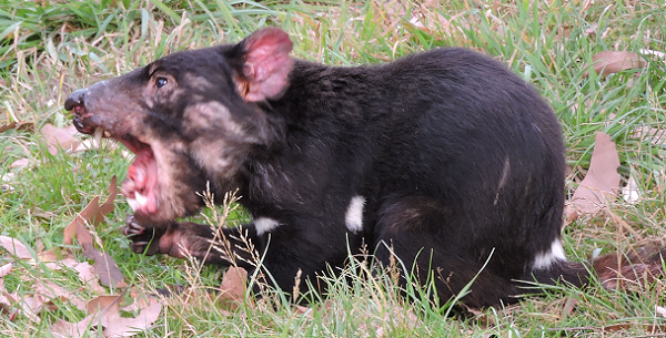 tasmaniandevil.png tasmaniandevil.png