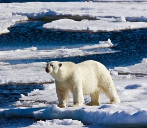 An adult male polar bear on sea ice in the Arctic Ocean north of Svalbard, near 81-degrees North.