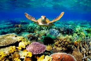 great-barrier-reef