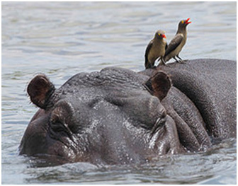 Example of Parasitism: the Red-Billed Oxpecker